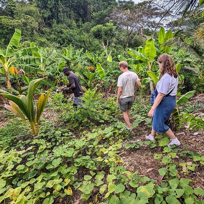 two visitors following a Jamaican farmer in the farm