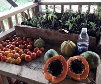 seedlings, fruits, and fresh produce on a tropical farm