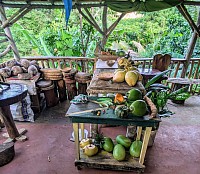 Jamaican Roots Tropical Farm in the hills of Negril